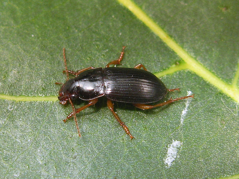 Carabidae: Harpalus luteicornis